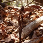 Monotropa uniflora (Indian pipe) in Linville Gorge. (Photo: Nicholas Massey)