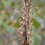 Xerophyllum asphodeloides (turkey beard) in Linville Gorge. (Photo: Nicholas Massey)