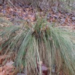 Xerophyllum asphodeloides (turkey beard) in Linville Gorge. (Photo: Nicholas Massey)