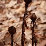 Monotropa uniflora (Indian pipe) in Linville Gorge. (Photo: Nicholas Massey)