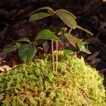 Gaultheria procumbens (teaberry) in Linville Gorge.  (Photo: Kevin Massey)