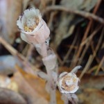 Monotropa uniflora (Indian pipe) in Linville Gorge. (Photo: Kevin Massey)