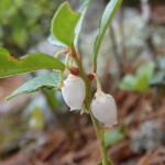 Gaultheria procumbens (teaberry) in Linville Gorge. (Photo: Kevin Massey)