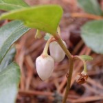 Gaultheria procumbens (teaberry) in Linville Gorge. (Photo: Kevin Massey)