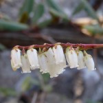 Eubotrys recurva (redtwig doghobble) in Linville Gorge. (Photo: Nicholas Massey)