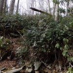 Leucothoe fontanesiana (doghobble) in Linville Gorge. (Photo: Kevin Massey)