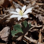 Sanguinaria canadensis (bloodroot) in Linville Gorge (Photo: Kevin Massey)