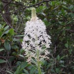 Xerophyllum asphodeloides (turkey beard) in Linville Gorge. (Photo: Kevin Massey)