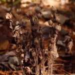 Monotropa uniflora (Indian pipe) in Linville Gorge. (Photo: Kevin Massey)