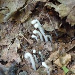 Monotropa uniflora (Indian pipe)