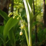 Convallaria majuscula (American lily of the valley) in Linville Gorge. (Photo: Kevin Massey)