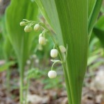 Convallaria majuscula (American lily of the valley) in Linville Gorge. (Photo: Kevin Massey)