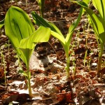 Convallaria majuscula (American lily of the valley) in Linville Gorge. (Photo: Kevin Massey)