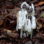 Monotropa uniflora (Indian pipe) in Linville Gorge. (Photo: Kevin Massey)