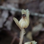 Monotropa uniflora (Indian pipe) in Linville Gorge. (Photo: Nicholas Massey)