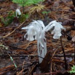Monotropa uniflora (Indian pipe) in Linville Gorge. (Photo: Jonathan Massey)