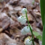 Convallaria majuscula (American lily of the valley) in Linville Gorge. (Photo: Nicholas Massey)