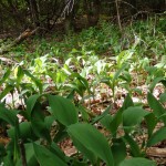 Convallaria majuscula (American lily of the valley) in Linville Gorge. (Photo: Nicholas Massey)