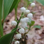 Convallaria majuscula (American lily of the valley) in Linville Gorge. (Photo: Nicholas Massey)