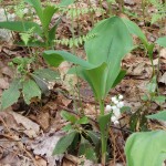 Convallaria majuscula (American lily of the valley) in Linville Gorge. (Photo: Nicholas Massey)