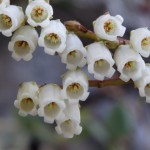 Eubotrys recurva (redtwig doghobble) in Linville Gorge. (Photo: Nicholas Massey)