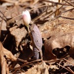 Sanguinaria canadensis (bloodroot) in Linville Gorge. (Photo: Kevin Massey)