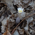 Sanguinaria canadensis (bloodroot) in Linville Gorge. (Photo: Kevin Massey)