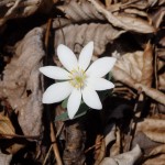 Sanguinaria canadensis (bloodroot) in Linville Gorge (Photo: Kevin Massey)