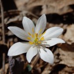 Sanguinaria canadensis (bloodroot) in Linville Gorge. (Photo: Kevin Massey)