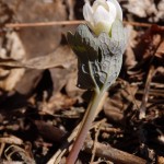 Sanguinaria canadensis (bloodroot) in Linville Gorge. (Photo: Kevin Massey)