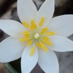 Sanguinaria canadensis (bloodroot) in Linville Gorge. (Photo: Kevin Massey)