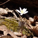 Sanguinaria canadensis (bloodroot) in Linville Gorge. (Photo: Kevin Massey)