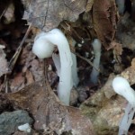 Monotropa uniflora (Indian pipe) in Linville Gorge. (Photo: Nicholas Massey)