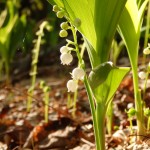 Convallaria majuscula (American lily of the valley) in Linville Gorge. (Photo: Kevin Massey)