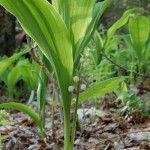 Convallaria majuscula (American lily of the valley) in Linville Gorge. (Photo: Kevin Massey)