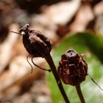 Monotropa uniflora (Indian pipe) in Linville Gorge. (Photo: Nicholas Massey)