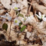 Thalictrum thalictroides (rue anemone) in Linville Gorge. (Photo: Nicholas Massey)