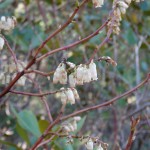 Eubotrys recurva (red-twig doghobble) in Linville Gorge. (Photo: Nicholas Massey)