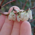 Eubotrys recurva (red-twig doghobble) in Linville Gorge. (Photo: Nicholas Massey)