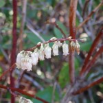 Eubotrys recurva (red-twig doghobble) in Linville Gorge. (Photo: Nicholas Massey)