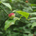 Euonymus americanus (hearts-a-bustin) in Linville Gorge. (Photo: Kevin Massey)