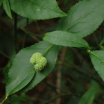 Euonymus americanus (hearts-a-bustin) in Linville Gorge. (Photo: Kevin Massey)