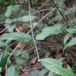 Euonymus americanus (hearts-a-bustin) in Linville Gorge (Photo: Kevin Massey)
