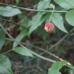 Euonymus americanus (hearts-a-bustin) in Linville Gorge (Photo: Kevin Massey)