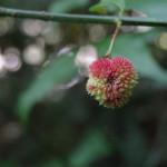 Euonymus americanus (hearts-a-bustin) in Linville Gorge. (Photo: Kevin Massey)