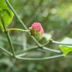 Euonymus americanus (hearts-a-bustin) in Linville Gorge. (Photo: Kevin Massey)