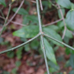 Euonymus americanus (hearts-a-bustin) in Linville Gorge. (Photo: Kevin Massey)