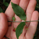 Euonymus americanus (hearts-a-bustin) in Linville Gorge. (Photo: Kevin Massey)