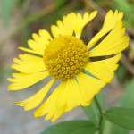 Helenium autumnale (common sneezeweed) in Linville Gorge (Photo: Nicholas Massey)