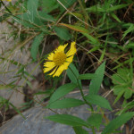 Helenium autumnale (common sneezeweed) in Linville Gorge (Photo: Nicholas Massey)